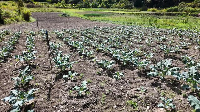 Rows of broccoli plants growing on tropical mountain and mulch irrigation system