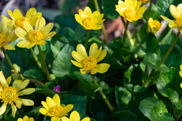 ヒメリュウキンカ