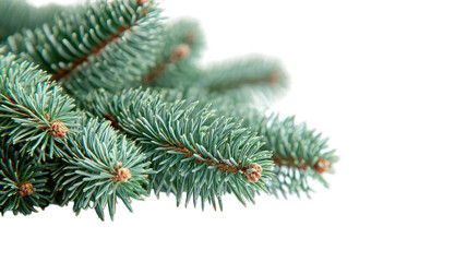 Fresh spruce sprigs close-up on dark background for festive designs