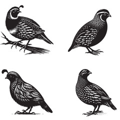 balck Professional Vector Silhouette of a Quail on White Background
