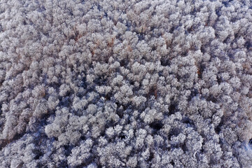 Aerial view of frozen canopy of winter forest