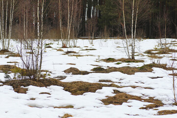 Spring in the forest.