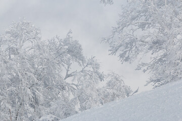 Two white snowy trees on mountain slope in winter landscape