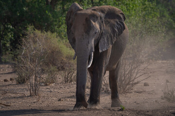 Fototapeta premium African elephant standing in the dusty landscape of Botswana's Mashatu Game Reserve. 
