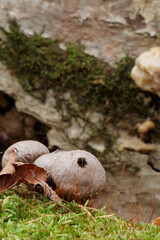 brown puffball fungus growing on green moss in autumn