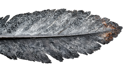 Frozen feather reflecting on dark surface, isolated on black background