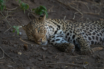 Eye level closeup of a leopard's face lying in a riverbed, Botswana. 