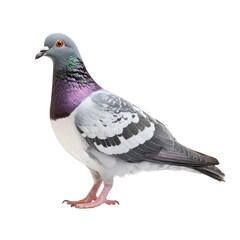 Fototapeta premium Elegant Pigeon Bird Profile Black Background