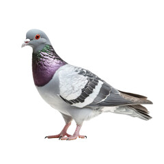 Fototapeta premium Elegant Pigeon Isolated on Black Background Bird Photography Studio Shot,