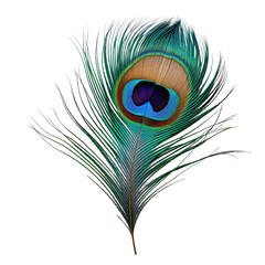 Obraz premium color feathers isolated on white