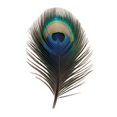 Obraz premium Vibrant Peacock Feather Isolated on Black Background,