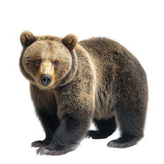 Obraz premium Brown Bear Majestic Wild Animal Portrait Powerful Nature Wildlife