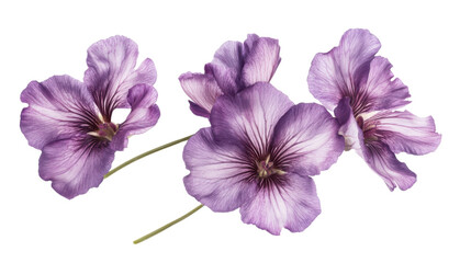 Purple flower on transparent background
