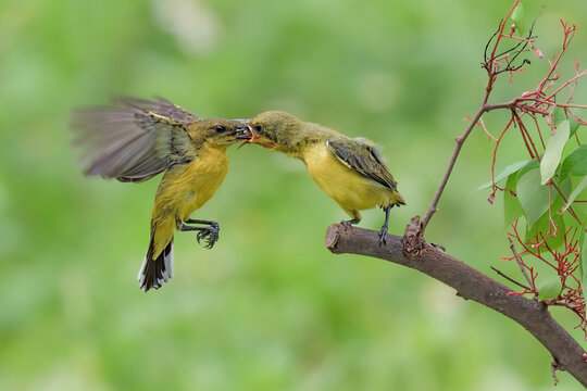 olive-backed sunbird