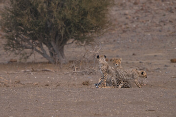Three Cheetah cubs huddle close together in the dry landscape of Botswana's Mashatu Game Reserve. 