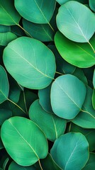 Fototapeta premium Closeup of overlapping eucalyptus leaves in muted green tones minimalistic modern aesthetic botanical art