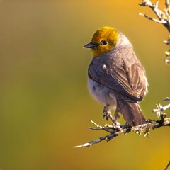 Bird with yellow head on branch