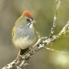 Colorful bird with red crest perched on branch.
