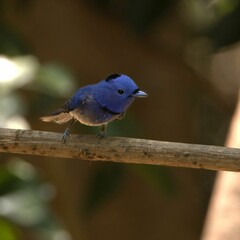Vibrant blue bird on branch