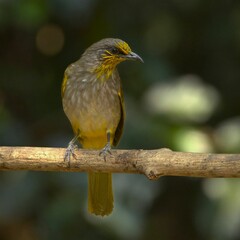Yellow and Brown Bird Perched on Branch