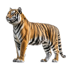 Naklejka premium Majestic Tiger on Black Background Powerful Wildcat Profile View