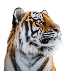 Obraz premium Majestic Tiger Portrait Striking Orange Black White Fur