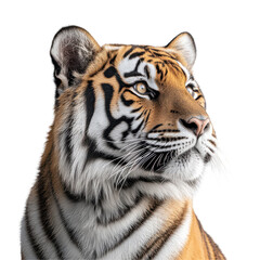 Fototapeta premium Majestic Tiger Profile Close Up Wild Cat Orange Black White Stripes