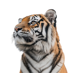 Obraz premium Majestic Tiger Profile Wild Cat Orange Black White Fur