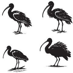 High-Quality Vector Silhouette of a Scarlet Ibis Isolated on White Background