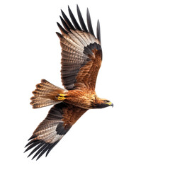 Fototapeta premium Majestic Brown Eagle in Flight Dark Background,