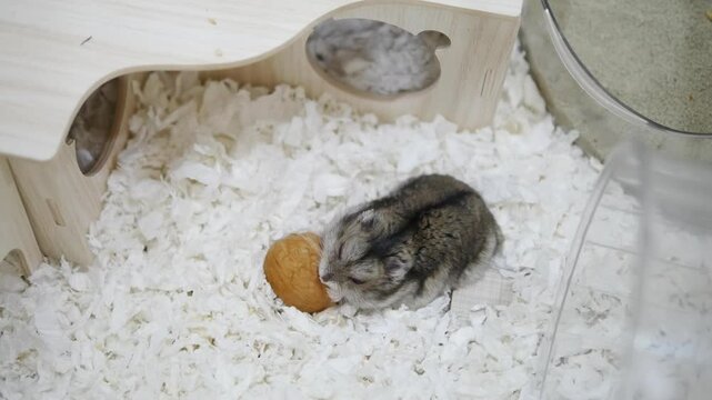 Dwarf Hamster Enjoying a Walnut on Soft White Bedding in a Wooden Enclosure, Highlighting a Comfortable and Enriching Habitat for the Tiny Rodent with a Safe and Cozy Environment