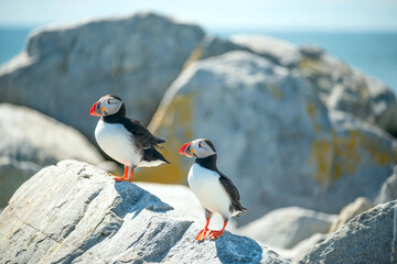 Fototapeta premium group of cute funny puffin birds on rocks near ocean shore