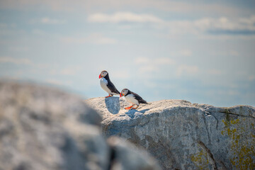 group of cute funny puffin birds on rocks near ocean shore