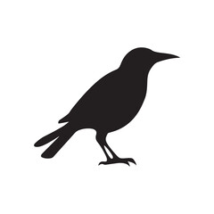 vector of black silhouette of bird