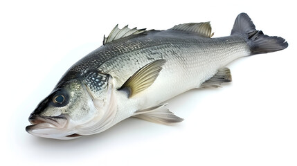 Obraz premium One fresh sea bass fish isolated on white background