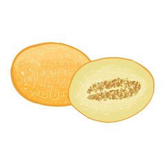Scenic illustration of a juicy yellow melon. Template for design, vector