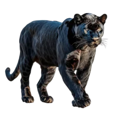 Selbstklebende Fototapeten Majestic Black Panther Walking Night Predator Dark Fur Powerful Wildcat © Anha