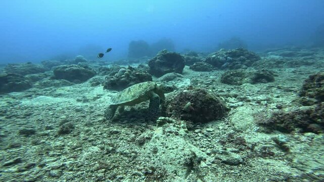 En el mundo submarino, los buzos nadan bajo el agua con tortugas marinas.
