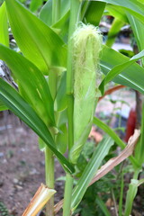 Baby corn growing on stem with green leaves.