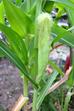 Baby corn growing on stem with green leaves.
