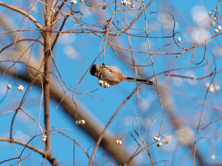 Small Silver-throated bushtit perched on a tree branch, Aegithalos glaucogularis or long tailed tit.