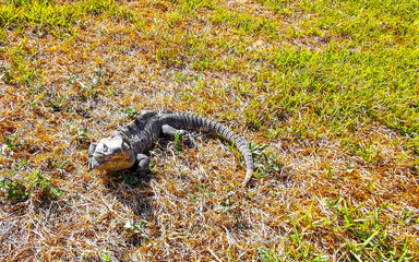 Iguana on green grass meadow at Tulum ruins in Mexico.