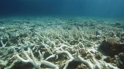 Bleached Coral Reef: An underwater scene showcasing the stark reality of coral bleaching, with vibrant coral skeletons now stark white, a stark reminder of the fragility of our oceans.