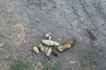 Pile of fresh dog shit, poop on ground. Concept unpleasant and unhygienic, disgusted dirty dung...