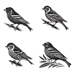 black Vector Silhouette of a Siskin Isolated on White Background