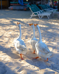 domestic goose at Koh lan island beach, sea