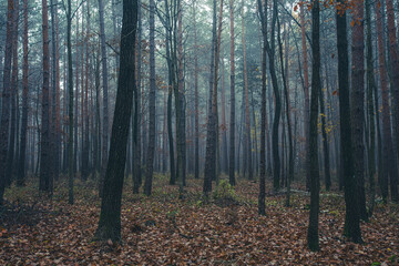 Fototapeta premium morning forest in the mist