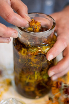 Hands putting dried calendula flowers into jar with olive oil