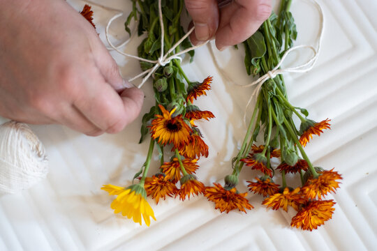 Hands tying bundles of calendula for drying