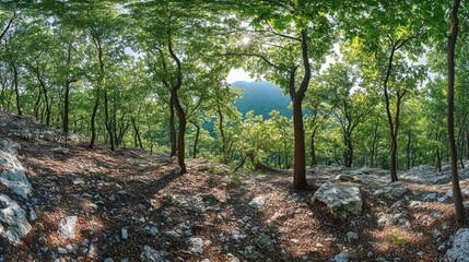 Fototapeta premium Hillside forest panorama, sunlit trees, rocky ground, distant mountains, nature background